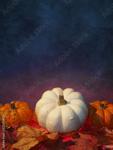 White pumpkin flanked by orange pumpkins on autumn leaves. Deep blue background enhances seasonal mood. Still life composition for holidays or fall themes. Perfect for Thanksgiving, Halloween