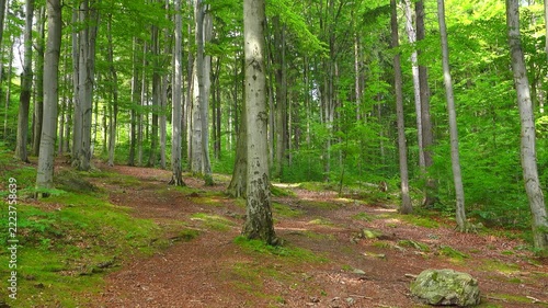 Seamless 4k looping video (1 min) of a bright green summer forest with tall beech trees and sun-dappled ground covered in moss, , natural  birds singing.