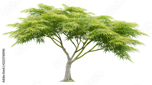Isolated Japanese lace-leaf maple tree with vibrant green foliage, an ornamental garden plant