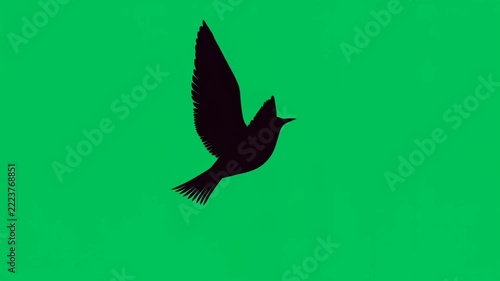 Silhouette of a bird flying in a loop isolated on a green screen