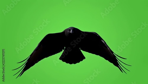 Black bird silhouette flying towards camera isolated on green screen