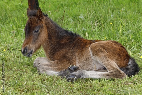 Young Icelandic horse (Equus islandicus), few hours old brown foal resting in a meadow, filly, female, animal child, Schlesig-Holstein, Germany