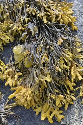 Spiral Wrack or Flat Wrack (Fucus spiralis) and Chanelled Wrack (Pelvetia canaliculata), Département Côtes-d’Armor, Brittany, France