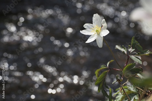 Wood anemone (Wood anemones nemorosa), flower, Hesse, Germany