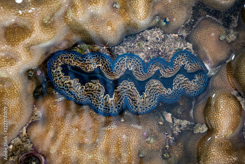 Giant Clam with Patterned Mantle Among Coral Reef Formations