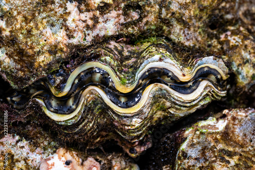Giant Clam with Patterned Mantle Among Coral Reef Formations