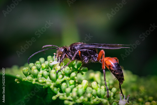 A red-banded sand wasp (Ammophila sabulosa) perches on a cluster of green flower buds.