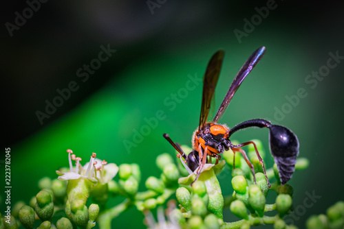 A red-banded sand wasp (Ammophila sabulosa) perches on a cluster of green flower buds.