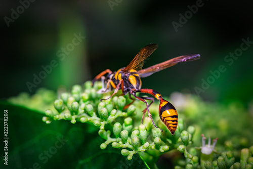 A red-banded sand wasp (Ammophila sabulosa) perches on a cluster of green flower buds.