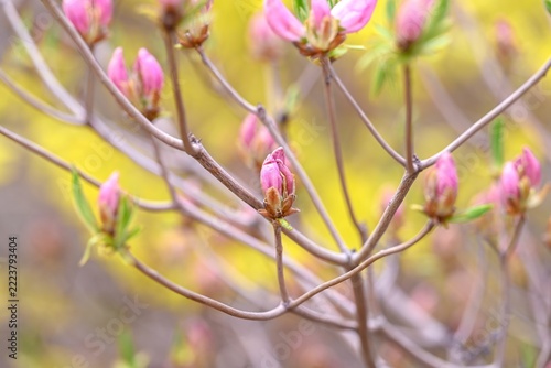 Pink rhododendron buds blooming on branches with beautiful blurred yellow forsythia backdrop and copy space area in wild spring forest.