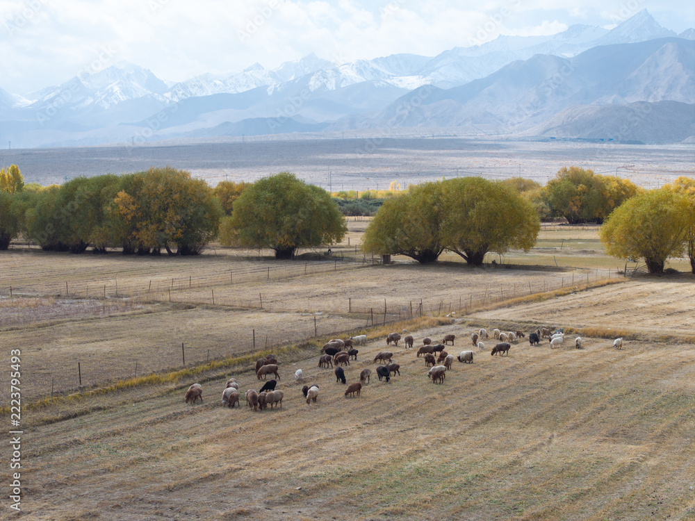 Fototapeta premium livestock grazing on grassland with snow mountains in xinjiang