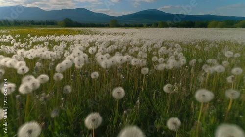 Massive dandelion field under blue sky with mountain backdrop