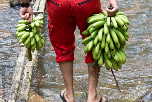 A man from behind carries fresh green bananas, crossing a shallow stream on a rustic log bridge.