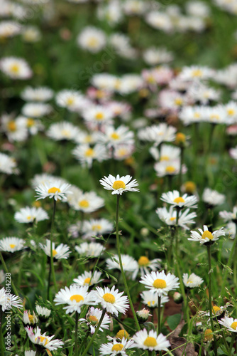 field of daisies