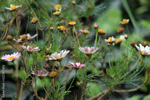 flower in the garden