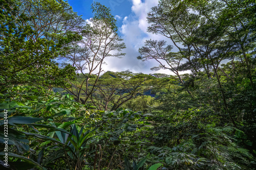 Faint Hiking Trail in the Manoa Valley Rainforest in Honolulu Hawaii.