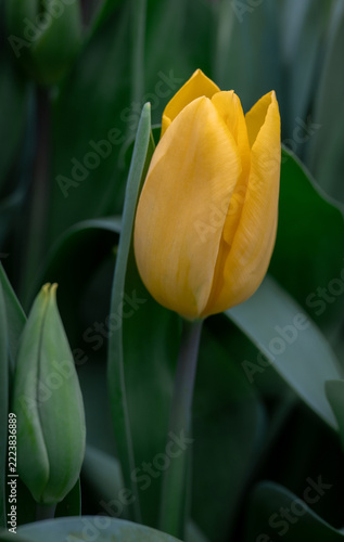 A vibrant yellow tulip bloom standing tall amidst lush green foliage in a spring garden setting