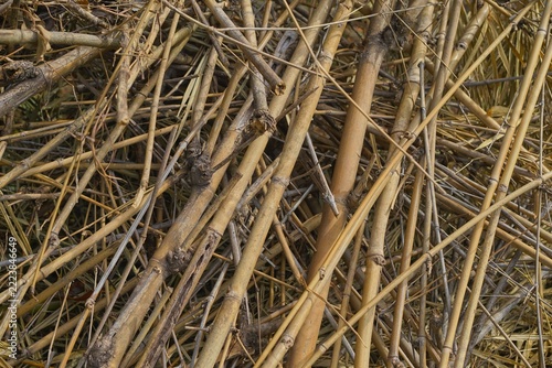 Tangled Dry Bamboo Poles and Branches in a Dense Pile