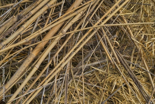 Interwoven Dry Bamboo Sticks Creating an Intricate Natural Pattern