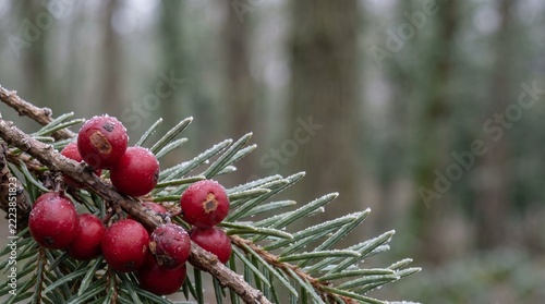 Macro Close Up of Red Winter Berries and Pine Needles with Hoarfrost