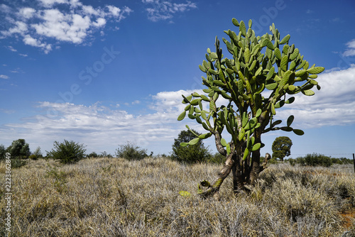 Prickly pear cactus in dry desert landscape Queensland Australia