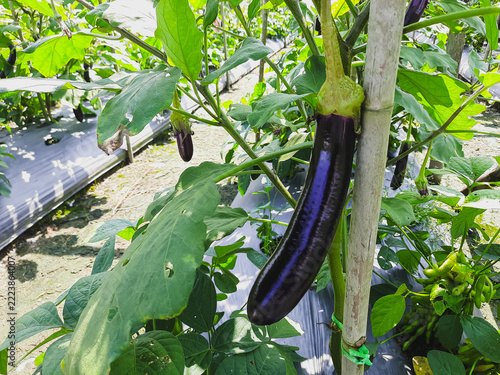 Eggplants hang ripe on leafy vines. Rows stretch. Plastic mulch covers the soil beneath. Vines grow tall, supported by bamboo stakes. Fresh produce ready for harvest. Agriculture