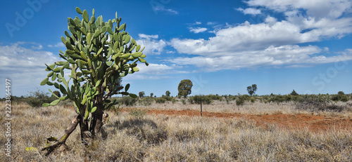 Prickly pear cactus in dry desert landscape Queensland Australia