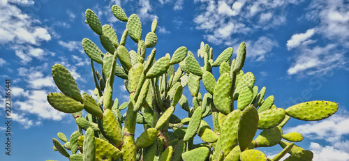 Prickly pear cactus against blue sky with clouds