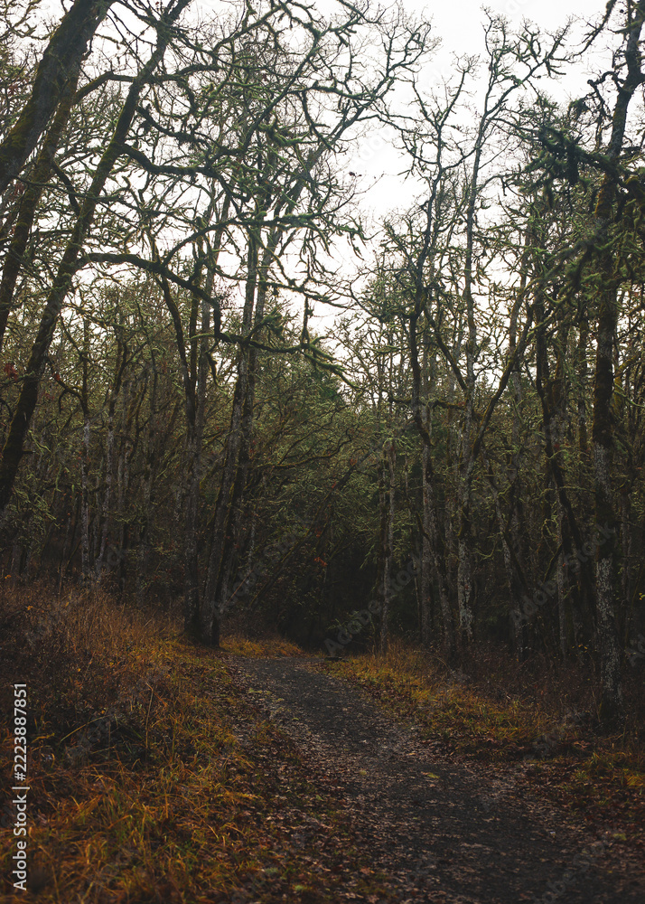 Fototapeta premium Winding Dirt Hiking Trail Leading into Moody Bare Forest in Late Autumn