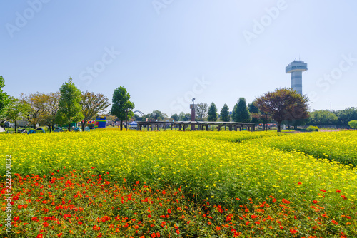 キバナコスモスが一面に咲く公園（岐阜県海津市 木曽三川公園）