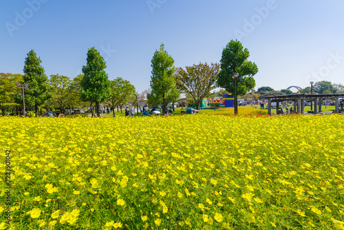 キバナコスモス「レモンブライト」の咲く公園（岐阜県海津市 木曽三川公園）