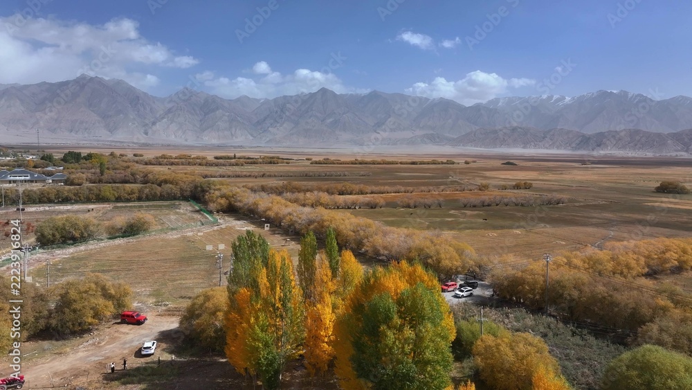 Fototapeta premium golden poplar forest autumn landscape in xinjiang valley