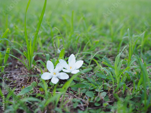 A natural background image featuring white flowers and green grass; it is a beautiful nature scene.