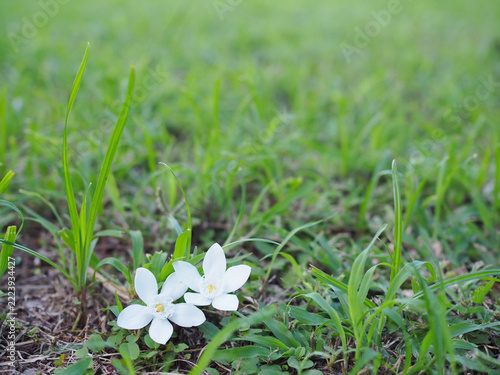 A natural background image featuring white flowers and green grass; it is a beautiful nature scene.