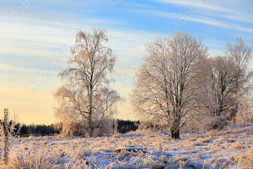 Natural winter landscape with hoarfrost covered trees at sunrise on a cold December morning.