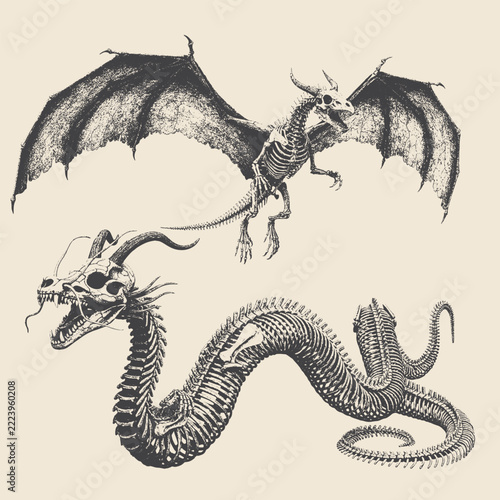 Vintage illustration of winged dragon skeleton anatomy.
