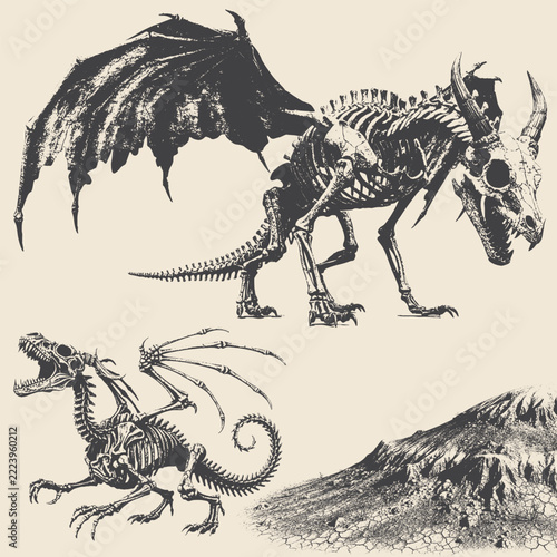 Vintage illustration of dragon skeletons anatomy study.