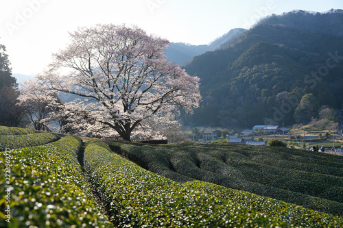 竹原の淡墨桜と山里の春風景