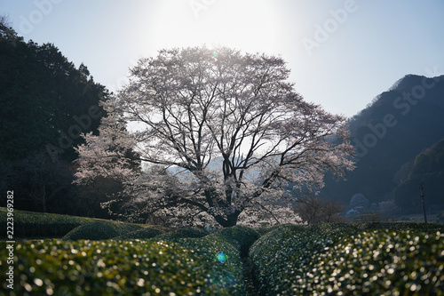 茶畑越しに眺める竹原の淡墨桜