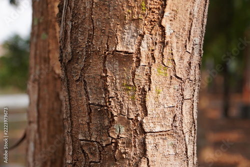 Close up brown natural wood surface texture