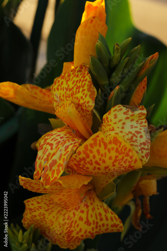 beautiful yellow canna lily flower with natural sunlight