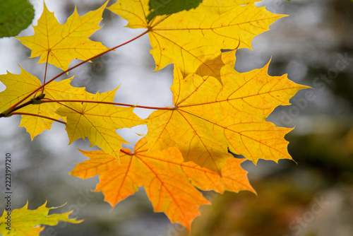 Yellow maple leaves changing color in autumn sunlight