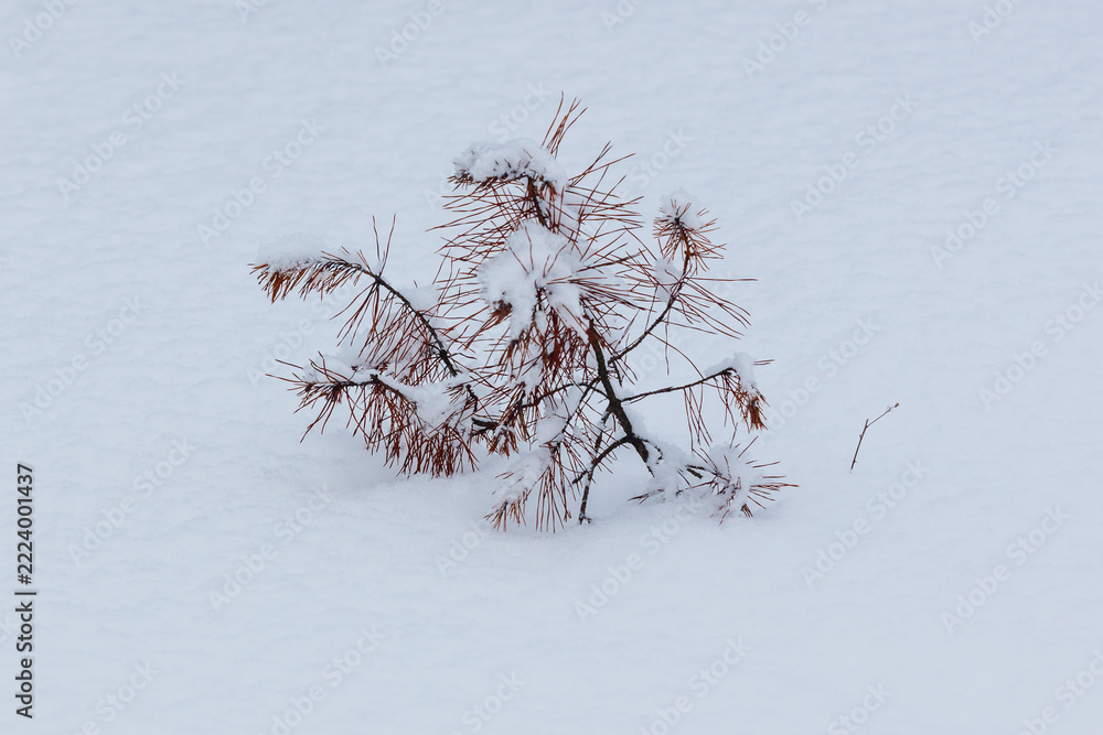Fototapeta premium Snow blankets a lone, leafless shrub