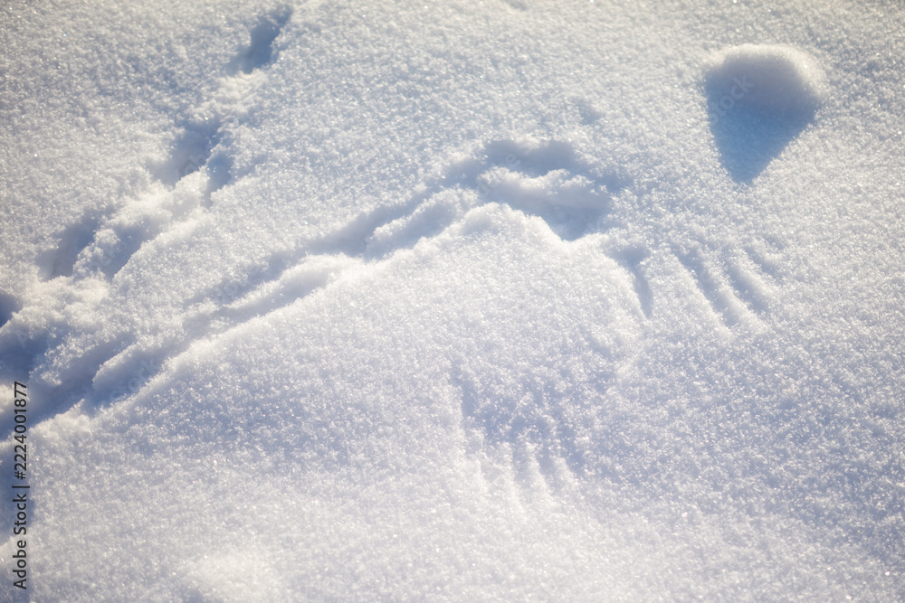 Fototapeta premium Soft snow glistens under gentle sunlight. Distinct paw prints mark the snowy surface.