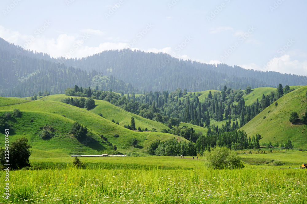 Obraz premium Nalati Grassland