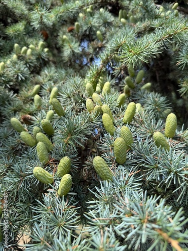 Young Green Pine Cones Growing on Evergreen Branches, Close Up
