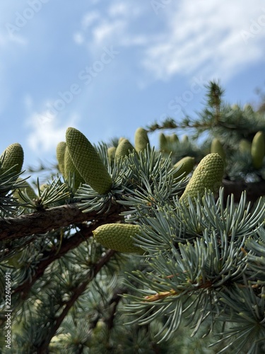 Young Green Pine Cones Growing on Evergreen Branches, Close Up