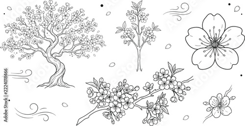 Japanese cherry blossom sakura nature elements set with blooming tree branch flower bud wind falling petals lineart sketch illustration