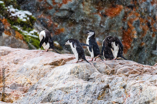A group of Shinstrap Penguin - Pygoscelis antarcticus- standing on a rock at Cierva Cove, on the Antarctic peninsula