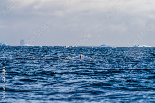 Close-up of the lateral fin of a sleeping Humpback Whale -Megaptera novaeangliae- against the background of a giant tabular iceberg, near Graham passage and Charlotte Bay on the Antarctic Peninsula